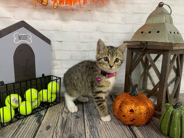 Domestic Short Hair-CAT-Female-tabby-3769-Petland Knoxville, Tennessee