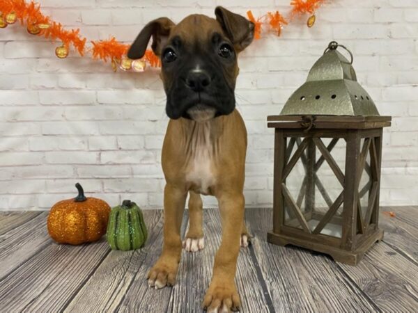 Boxer-DOG-Male-fawn/white-3803-Petland Knoxville, Tennessee