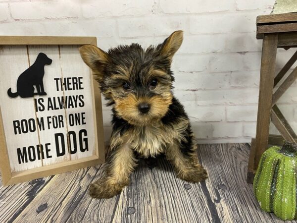 Yorkshire Terrier DOG Male Black / Tan 3810 Petland Knoxville, Tennessee