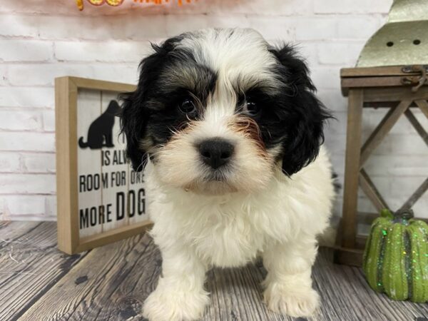 Teddy Bear-DOG-Male--3806-Petland Knoxville, Tennessee