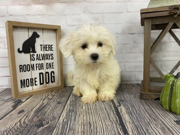 Coton De Tulear-DOG-Male-white-3815-Petland Knoxville, Tennessee