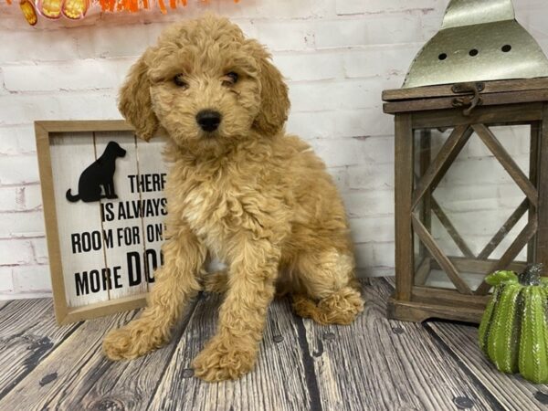 Mini Goldendoodle-DOG-Female-Apricot-3816-Petland Knoxville, Tennessee