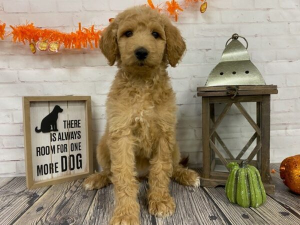 Goldendoodle-DOG-Female-red-3827-Petland Knoxville, Tennessee