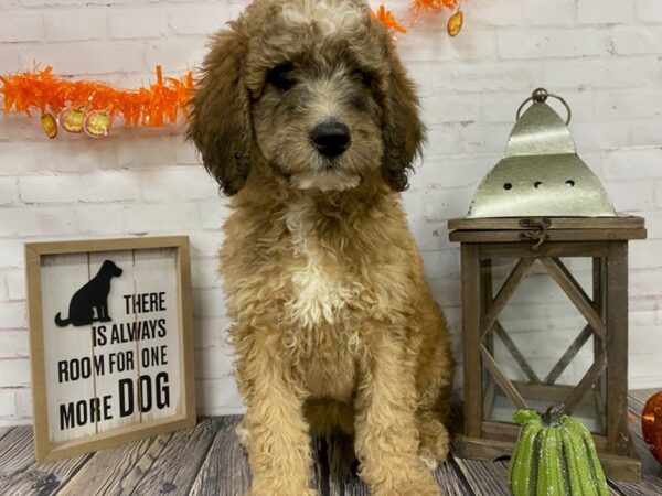 Goldendoodle-DOG-Female-red-3828-Petland Knoxville, Tennessee