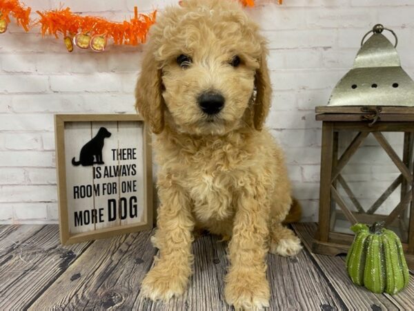 Goldendoodle-DOG-Male-apricot-3826-Petland Knoxville, Tennessee