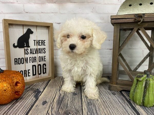 Bichon Frise-DOG-Male-White-3830-Petland Knoxville, Tennessee
