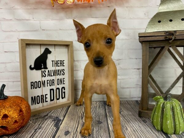 Miniature Pinscher-DOG-Male-Red-3829-Petland Knoxville, Tennessee