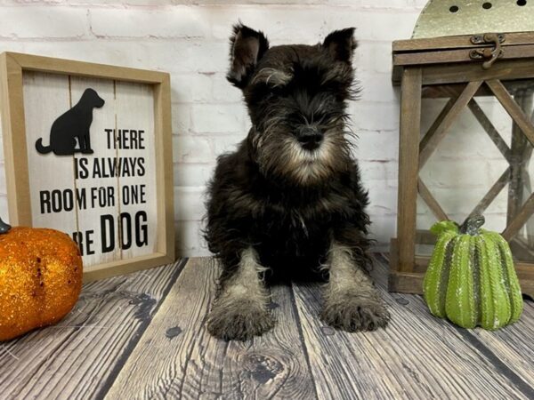 Miniature Schnauzer-DOG-Male-Black and Silver-3833-Petland Knoxville, Tennessee