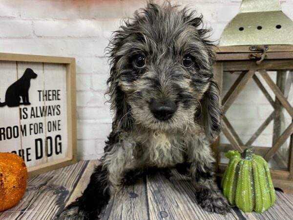 Cockapoo DOG Female Blue Roan 3836 Petland Knoxville, Tennessee