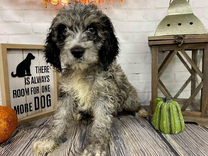 Cockapoo Puppy Blue Roan ID:3835 Located at Petland Knoxville, Tennessee