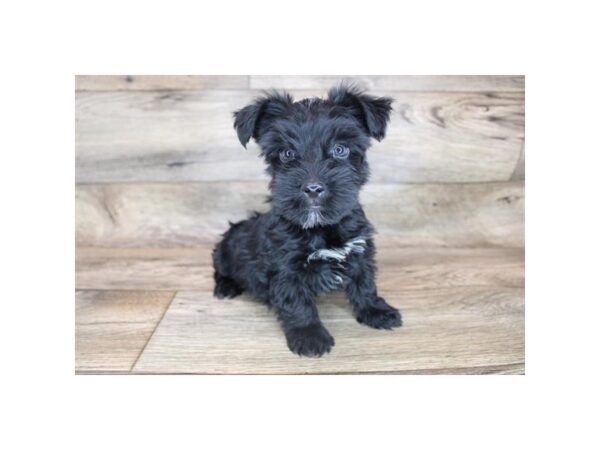 Morkie-DOG-Male-Black-3838-Petland Knoxville, Tennessee
