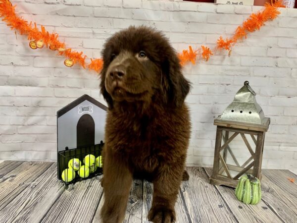 Newfoundland-DOG-Female-BROWN-3796-Petland Knoxville, Tennessee