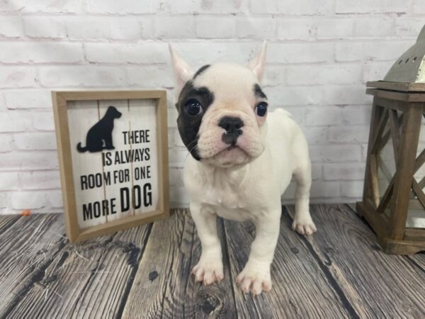 French Bulldog-DOG-Female-White-3842-Petland Knoxville, Tennessee