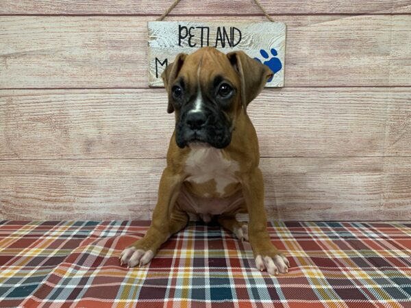 Boxer-DOG-Female-Brown / White-3964-Petland Knoxville, Tennessee