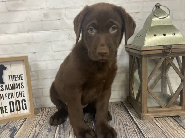 Labrador Retriever-DOG-Female-Chocolate-3852-Petland Knoxville, Tennessee