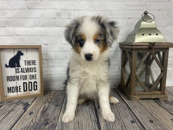 Toy Aussie DOG Male Blue Merle 3850 Petland Knoxville, Tennessee