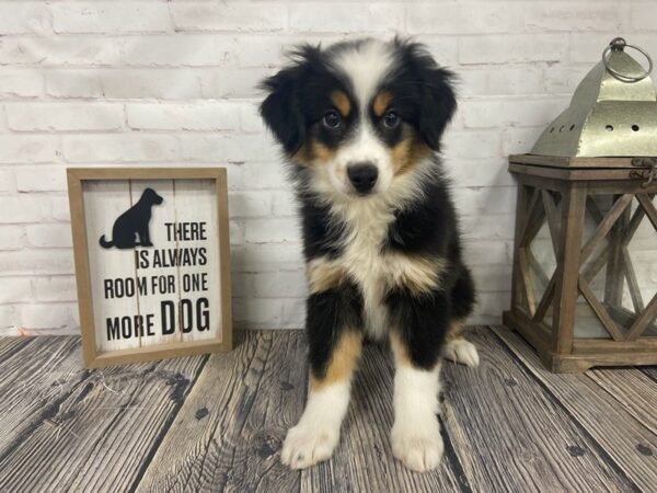 Toy Aussie DOG Female Tri 3849 Petland Knoxville, Tennessee
