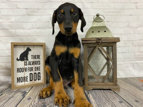 Doberman Pinscher-DOG-Male-Blk/Rust-3851-Petland Knoxville, Tennessee