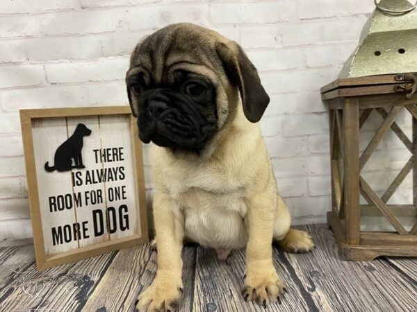 Pug-DOG-Male-Fawn-3832-Petland Knoxville, Tennessee