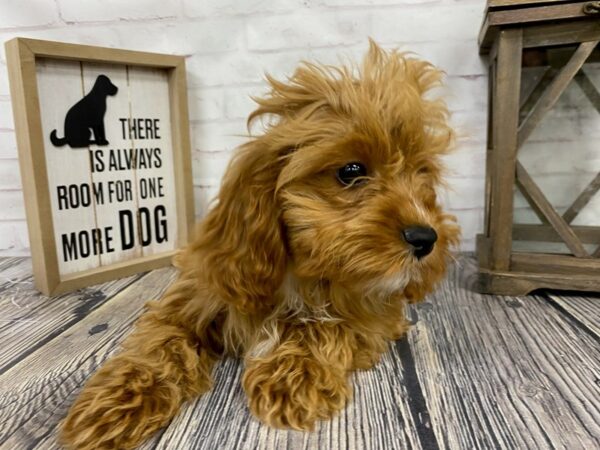 Cavapoo-DOG-Male-Apricot-3846-Petland Knoxville, Tennessee