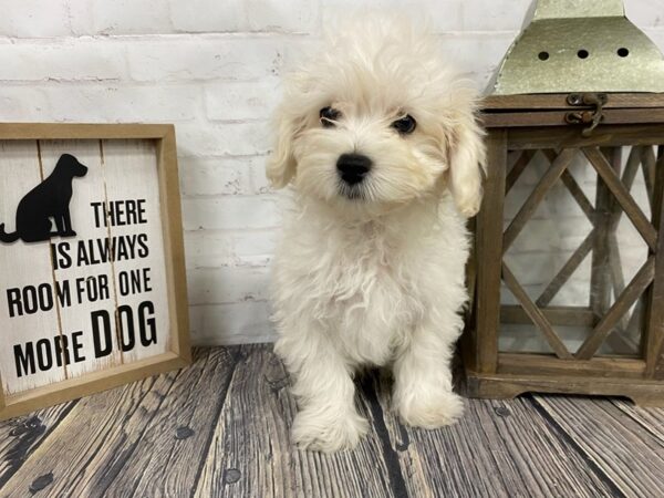 Maltipoo-DOG-Male-White-3840-Petland Knoxville, Tennessee