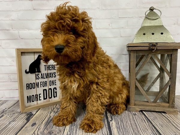 Cavapoo-DOG-Male-red-3847-Petland Knoxville, Tennessee