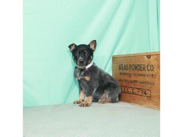 Australian Cattle Dog-DOG-Male-Blue-3869-Petland Knoxville, Tennessee