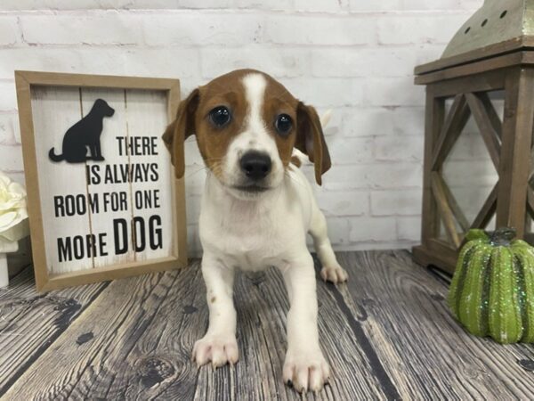 Chiweenie-DOG-Male-Red / White-3873-Petland Knoxville, Tennessee