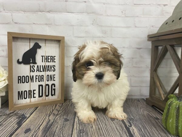 Shih Poo DOG Male White/Gold 3871 Petland Knoxville, Tennessee