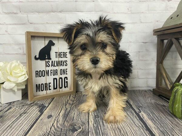 Morkie-DOG-Male-Black / Tan-3874-Petland Knoxville, Tennessee