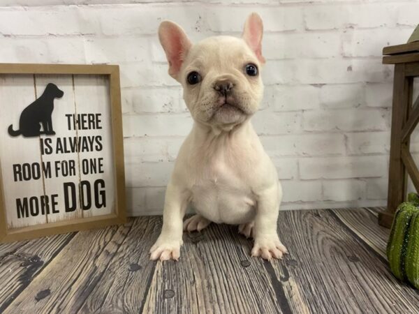 French Bulldog-DOG-Female-lilac fawn-3887-Petland Knoxville, Tennessee