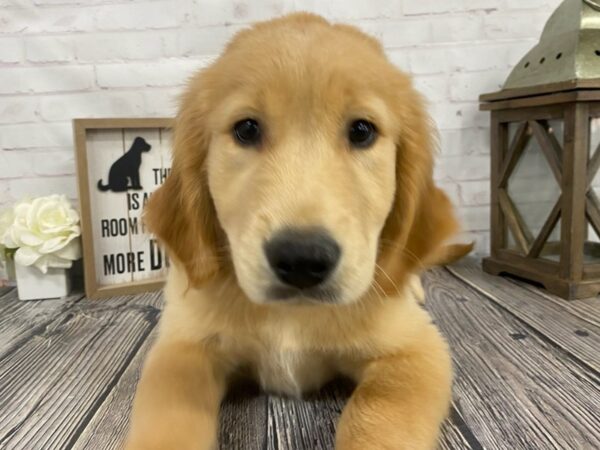 Golden Retriever-DOG-Male-Golden-3879-Petland Knoxville, Tennessee