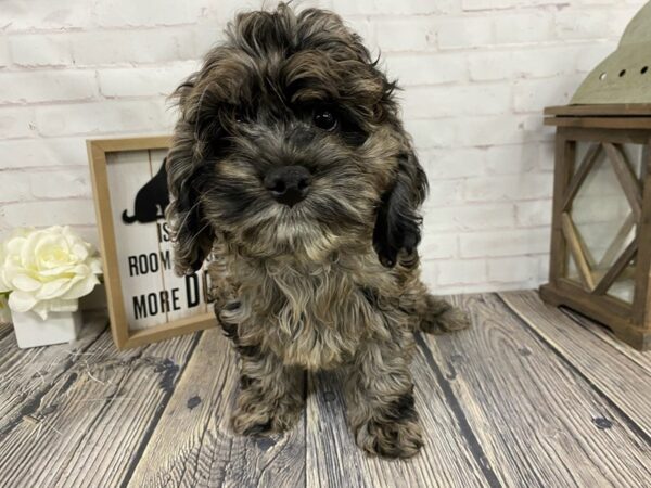 Cockapoo-DOG-Male-Blue Roan-3859-Petland Knoxville, Tennessee