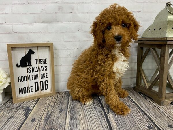 Cavapoo-DOG-Male-Red-3880-Petland Knoxville, Tennessee