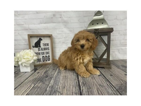 Mini Goldendoodle-DOG-Male-Red-3897-Petland Knoxville, Tennessee