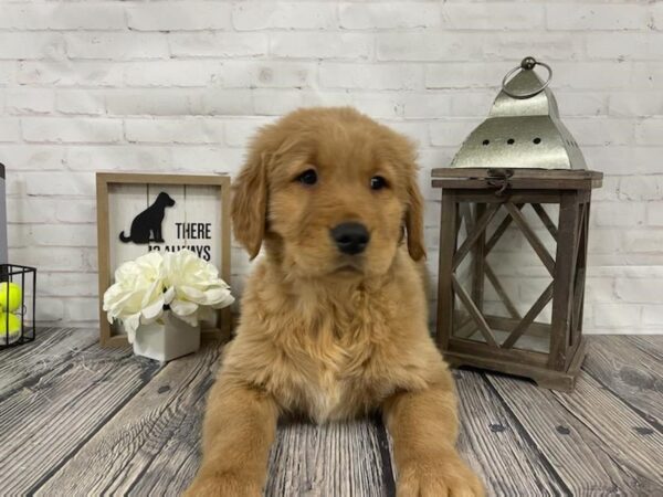 Golden Retriever-DOG-Male-Golden-3901-Petland Knoxville, Tennessee