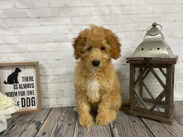Mini Goldendoodle-DOG-Male-CREAM-3866-Petland Knoxville, Tennessee