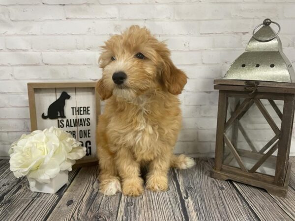 Miniature Goldendoodle-DOG-Male-Red-3881-Petland Knoxville, Tennessee