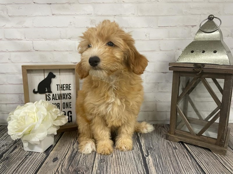 Miniature Goldendoodle Puppies Petland Knoxville, Tennessee