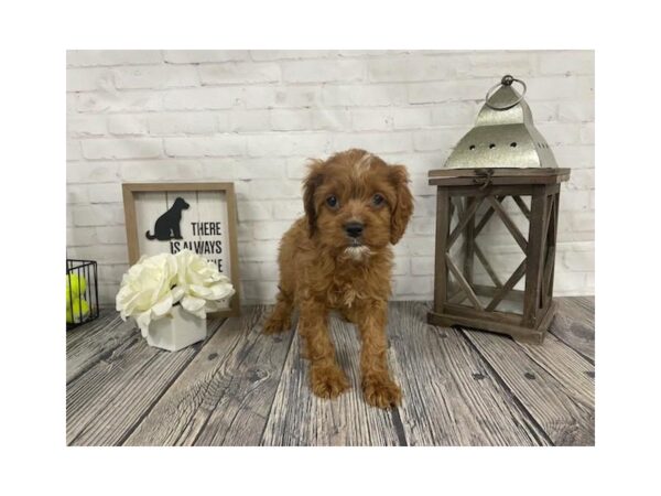Cavapoo-DOG-Male-Red-3876-Petland Knoxville, Tennessee