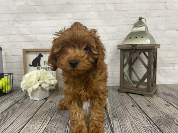 Cavapoo-DOG-Male-Red-3890-Petland Knoxville, Tennessee