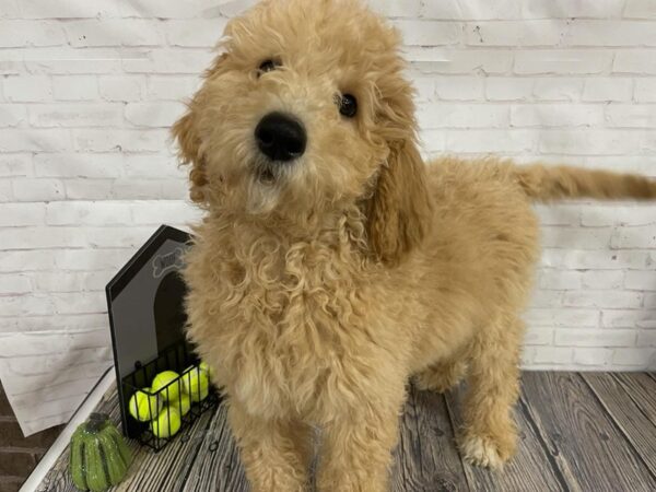 Goldendoodle-DOG-Male-apricot-3825-Petland Knoxville, Tennessee