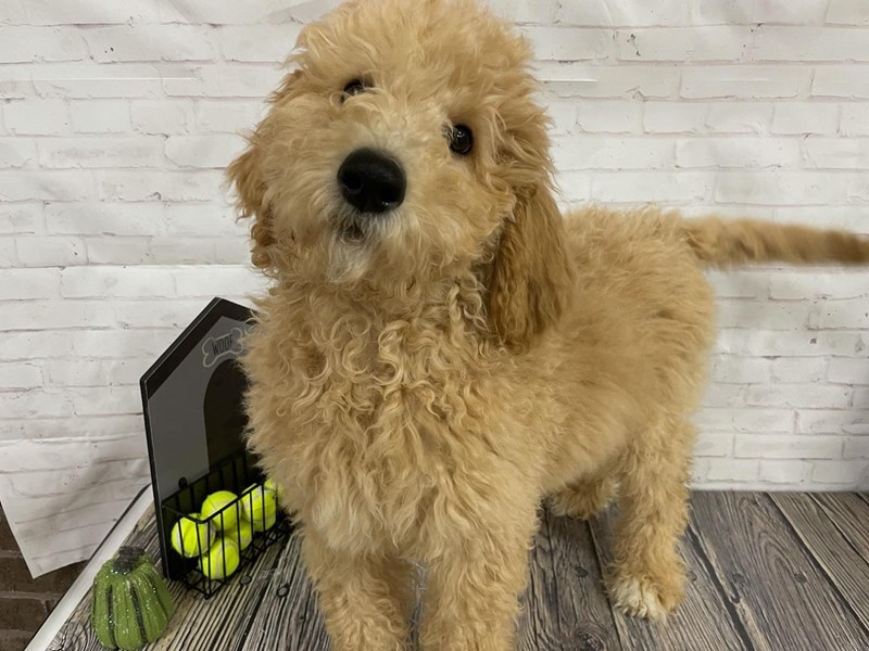 Goldendoodle Puppy apricot ID:3825 Located at Petland Knoxville