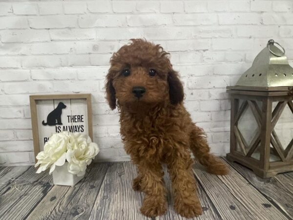 Cavapoo-DOG-Female-Red-3882-Petland Knoxville, Tennessee
