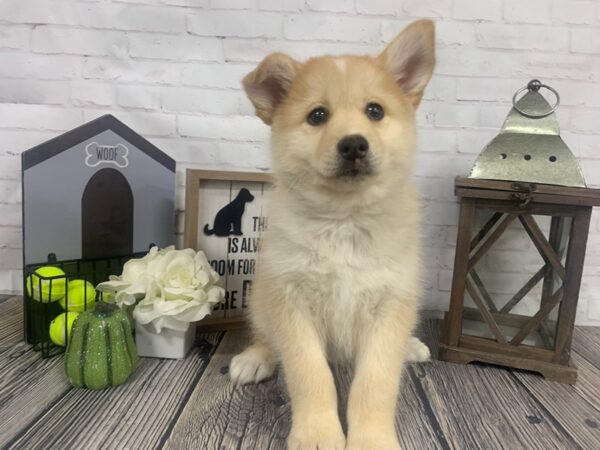 Pomsky-DOG-Male-Red-3894-Petland Knoxville, Tennessee