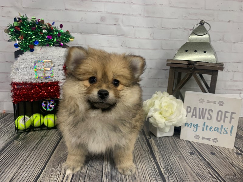 Pomeranian Puppy Sable ID:3914 Located at Petland Knoxville, Tennessee