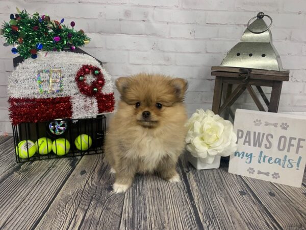 Pomeranian-DOG-Male-Sable-3913-Petland Knoxville, Tennessee