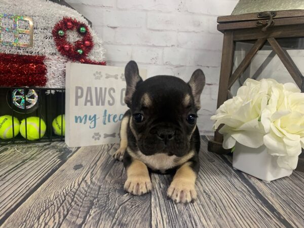 French Bulldog-DOG-Male-Chocolate-3909-Petland Knoxville, Tennessee
