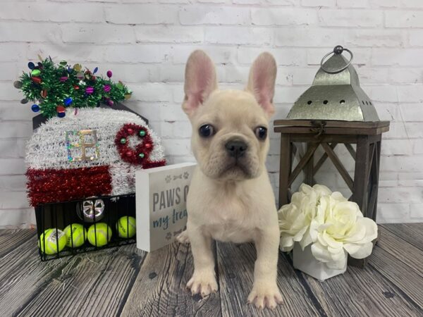 French Bulldog-DOG-Male-Lilac-3908-Petland Knoxville, Tennessee