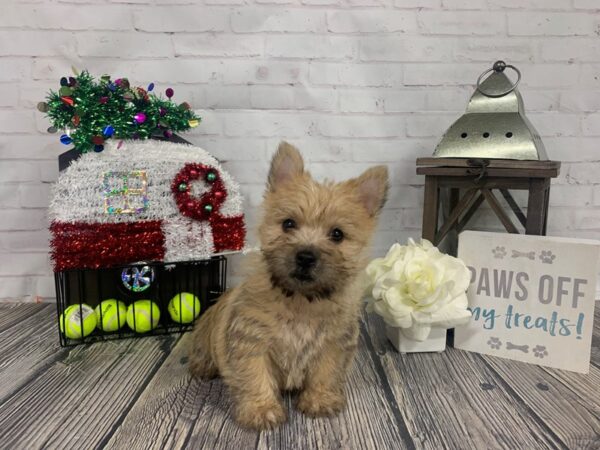 Cairn Terrier-DOG-Female-tan-3906-Petland Knoxville, Tennessee